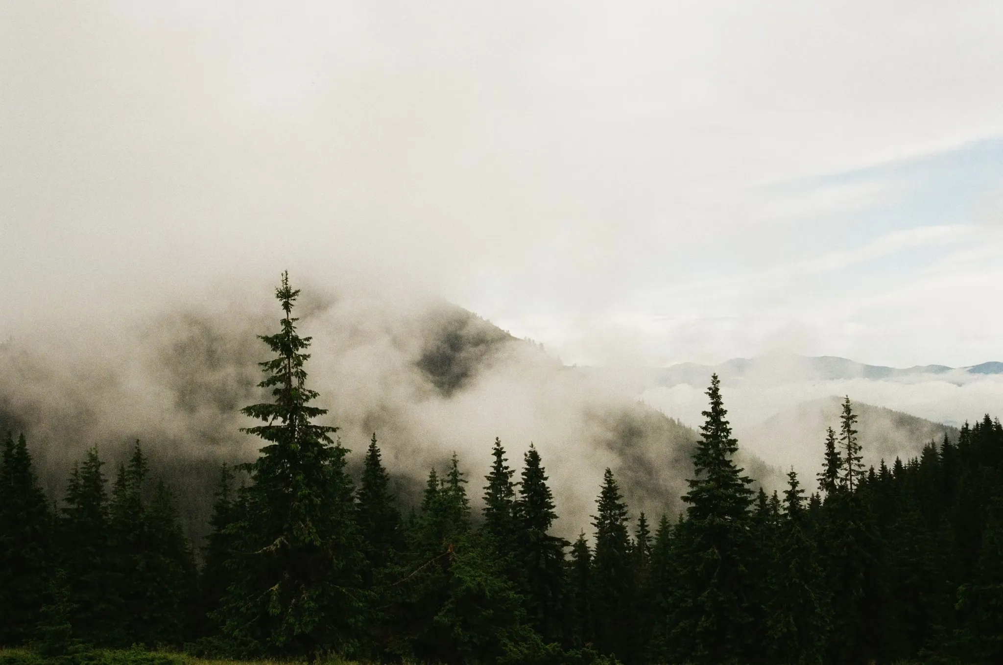 Mist-covered forest